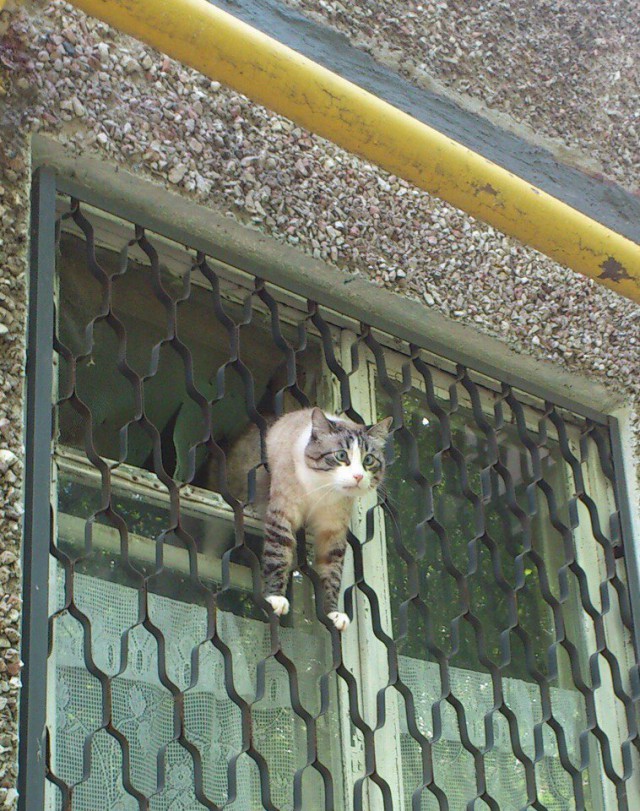 Коты и Кошки