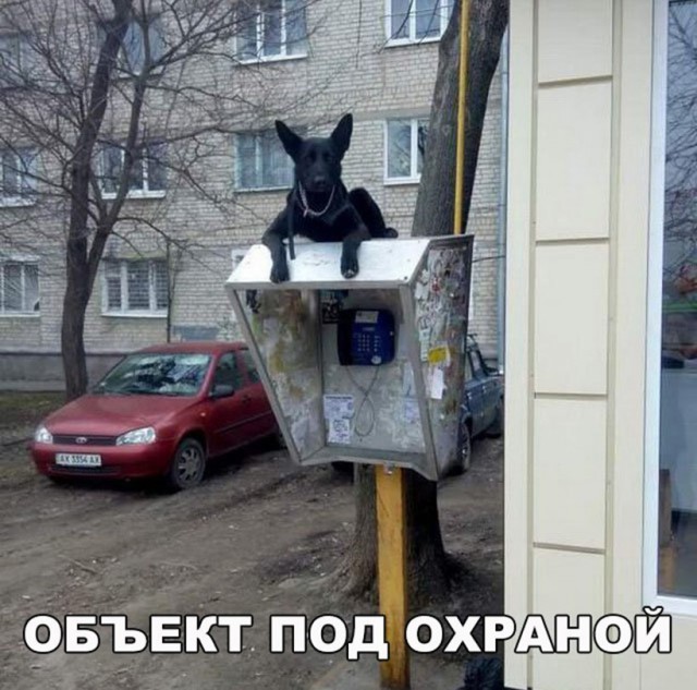 Картинки всякие для поднятия настроения!