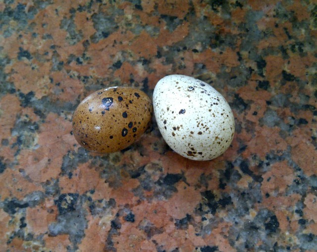 Яичный подкат