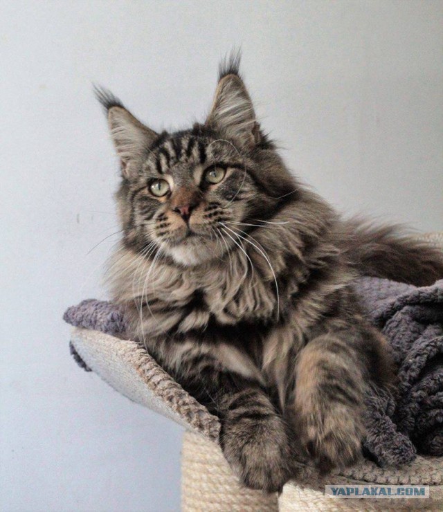 Котовторник 28.11.2017