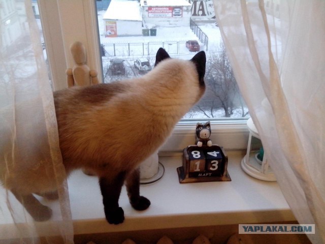 Котовторник 13.03.2018