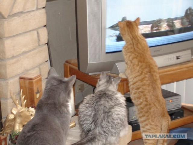 Коты и ТВ