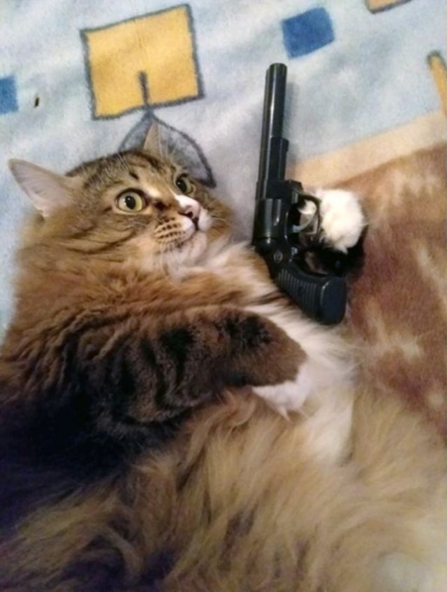 Прикольных котов пост