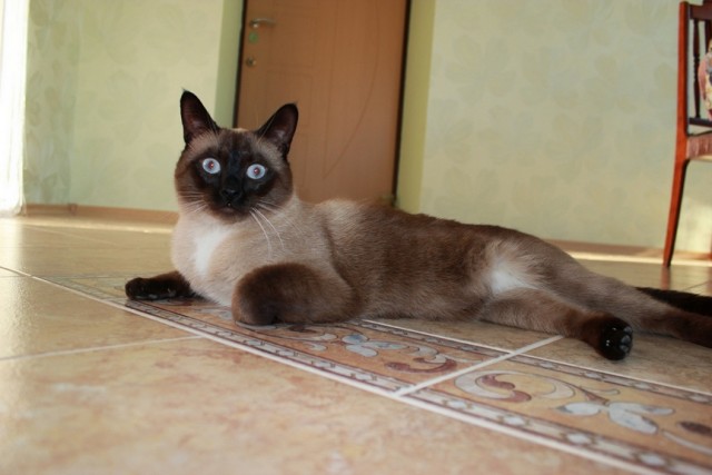 Котовторник 22.11.11