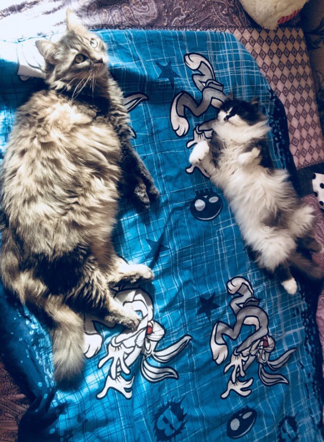 Немного милоты