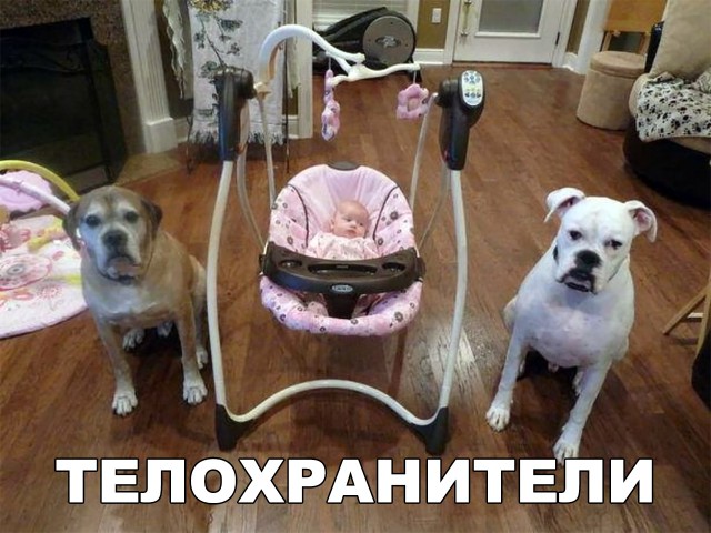Милые животные. Мимиметр сломался