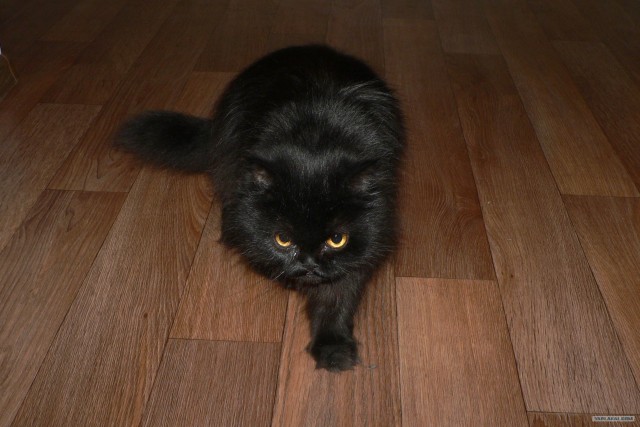 Котовторник (24. 01. 2012 )
