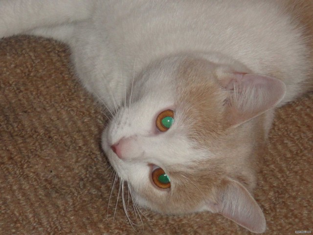 КОТОВТОРНИК (6.03.2012)