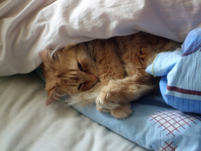 Котовторник   5.06.2012
