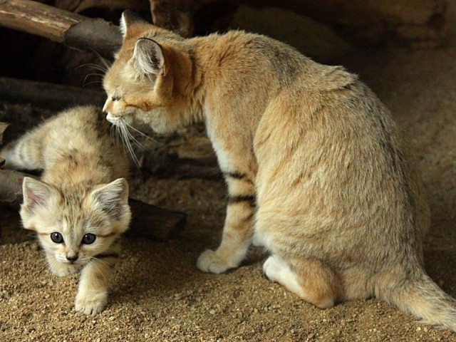 Барханная кошка, и барханный котенок