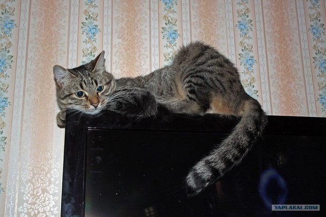 Котовторник 07.08.2012