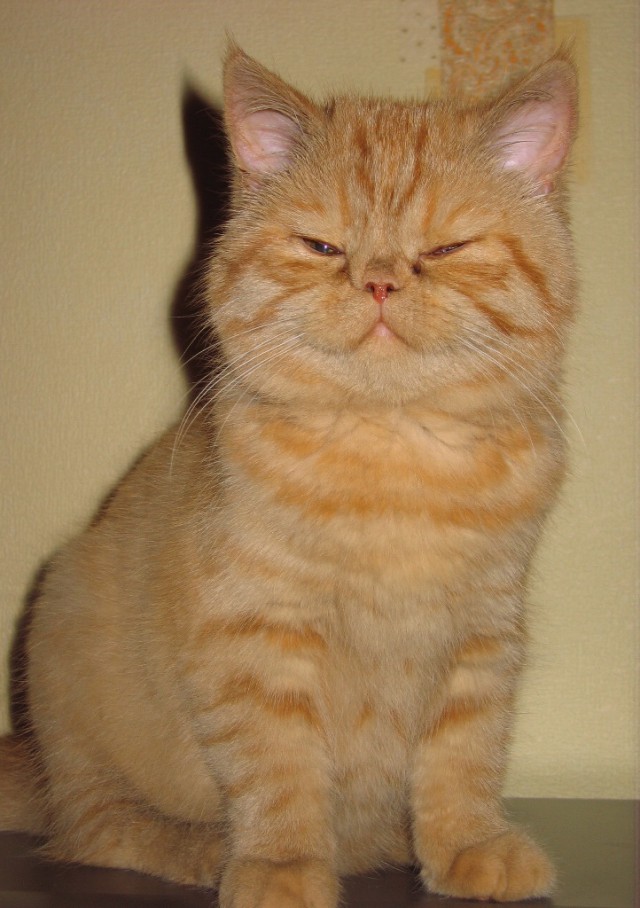 Коты из ваших этих интернетов