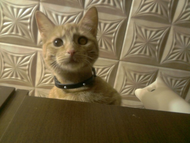Котовторник