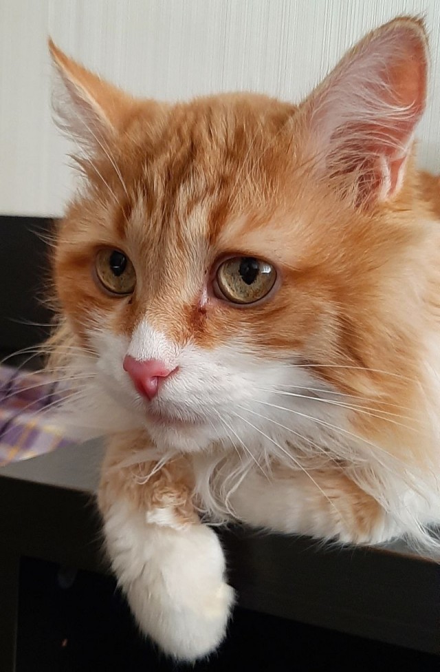 Кот Василий