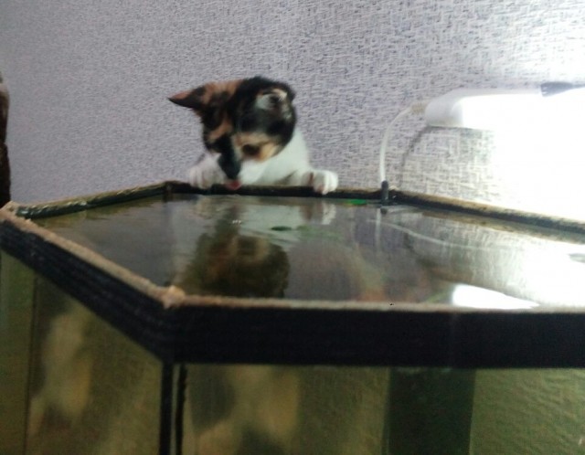 Как заставить кота побольше пить