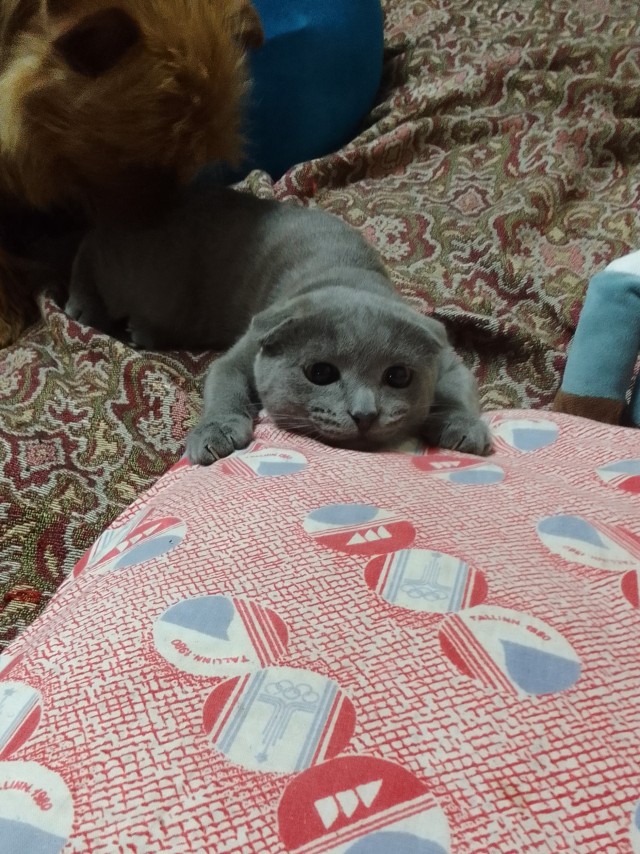 Ну, поехали в котоввторник!