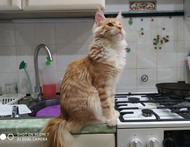 Кошка
