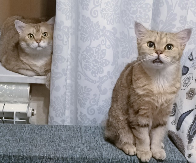 Котовторник 19.07.22