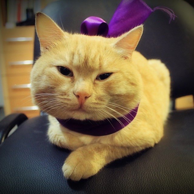 Котик с приюта