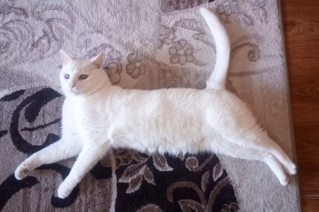Ты слышишь, кот? Я по тебе скучаю…