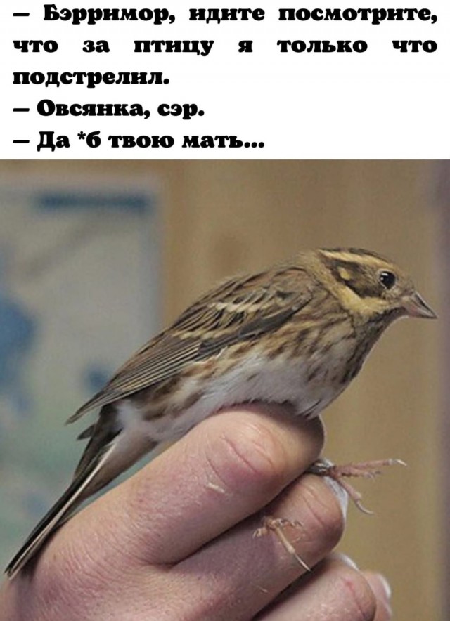 Аппетитный фотоснимок из школьной столовой.

Котлетки с пюрешкой