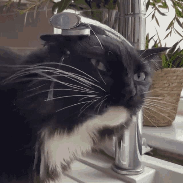 "Опытный котик"