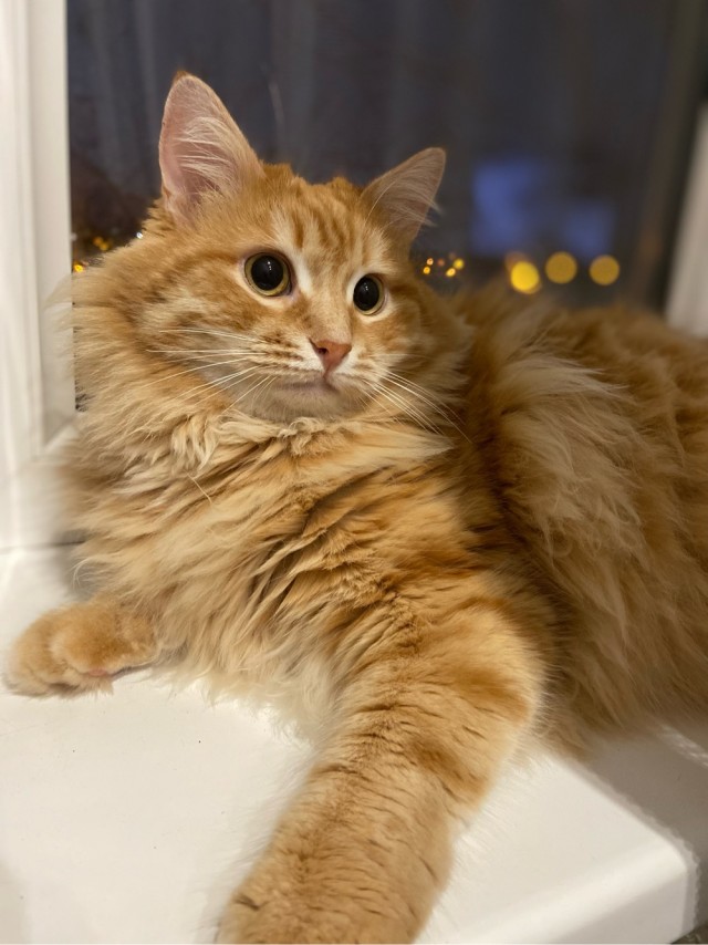 Котовторнику посвящается