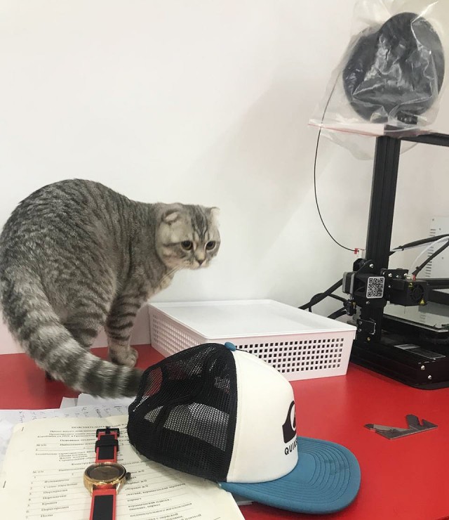 Приучаю кота к труду