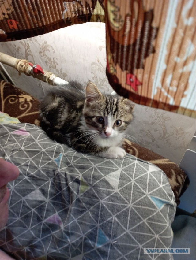 Ненужный кот