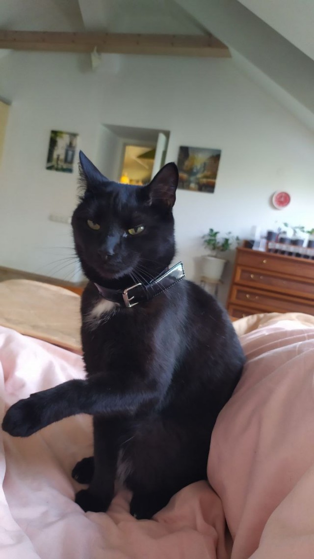 Котик дома!