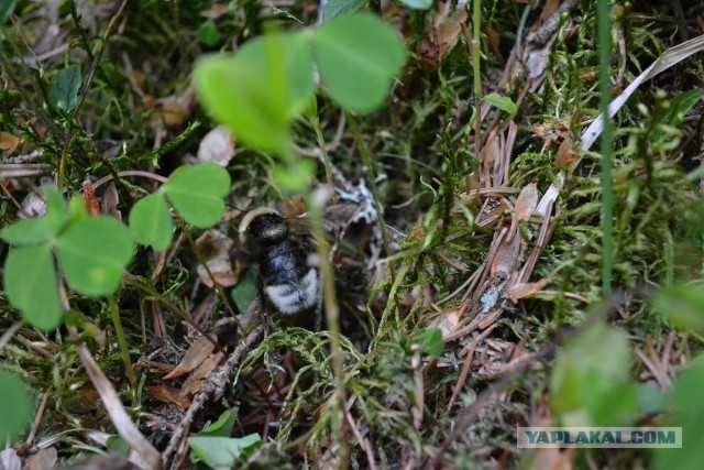 Немного летнего макро