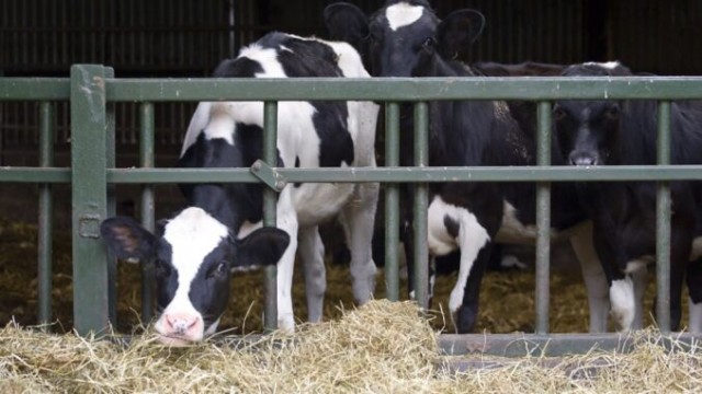 Коровы на Загнивающем Западе начали падать после того, как в корм добавили антипукающий препарат