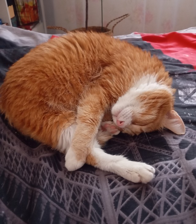 Котофторник жеж