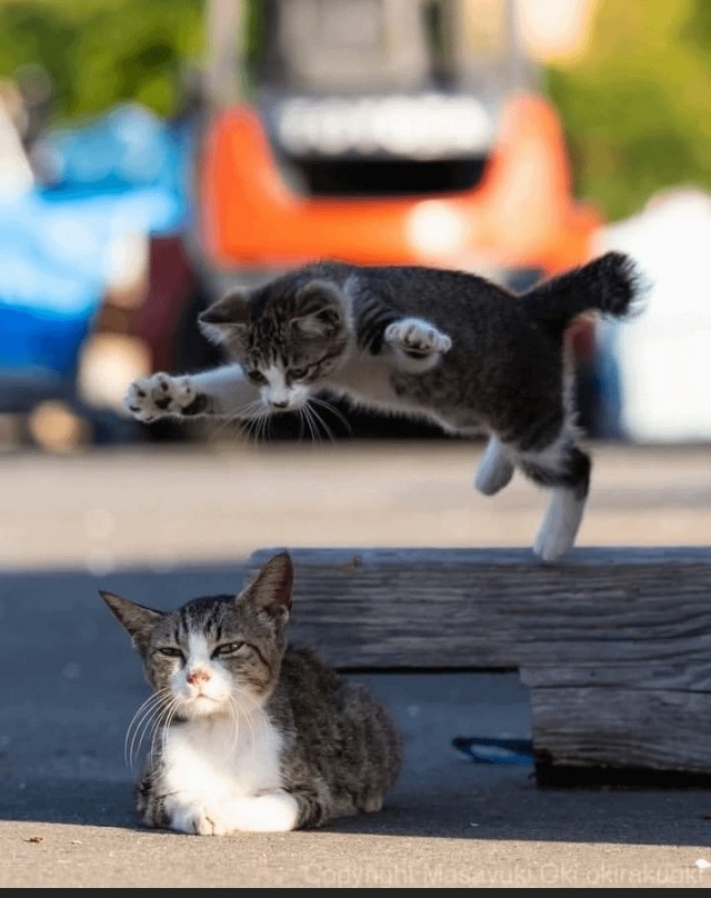Котиков много не бывает))) отдохните от суетного мира