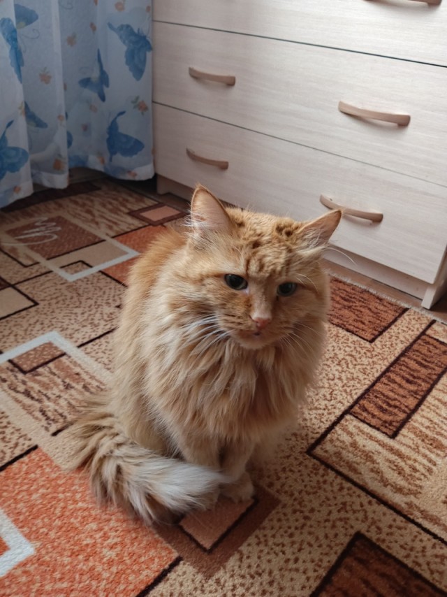 Путь в рай выстлан котиками.