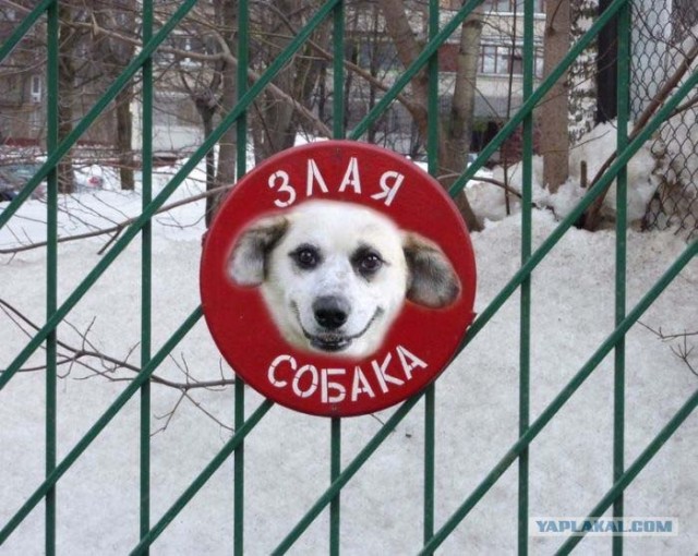 Осторожно! Смешная собака