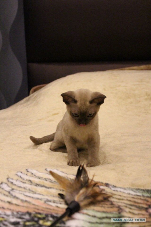 Котовторник 11.11.2014