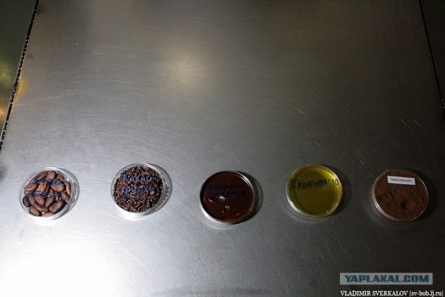 Так делается шоколад. Россия - щедрая душа!