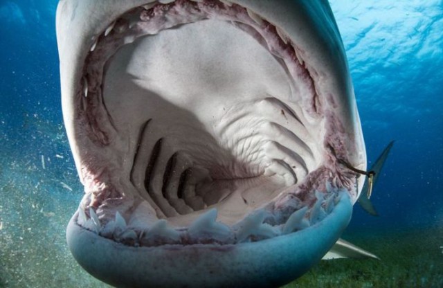 Что видит жертва акулы в последние секунды