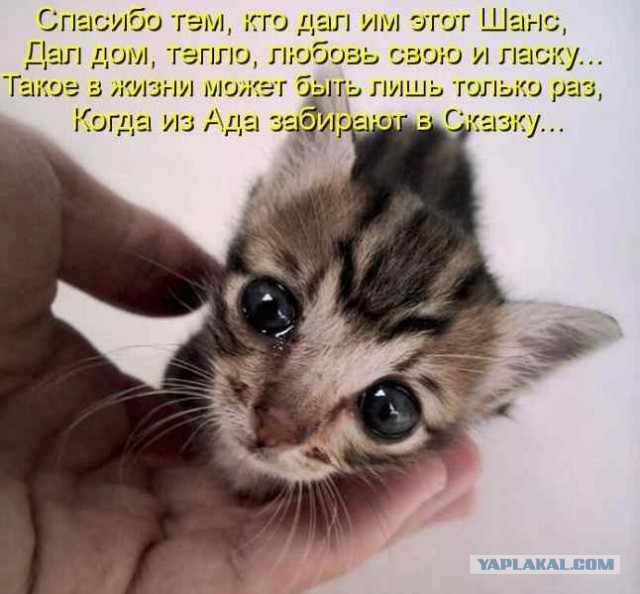 История одного котенка