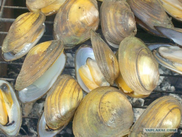 Что имеем - не ценим, потерявши - плачем