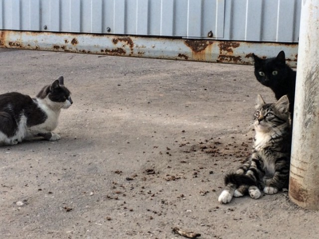Котовторник
