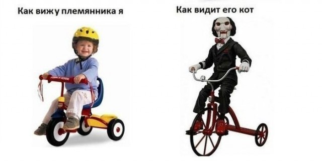 Мир глазами котов