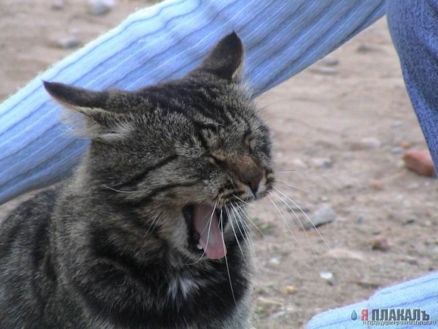 Коты, кошки, котята