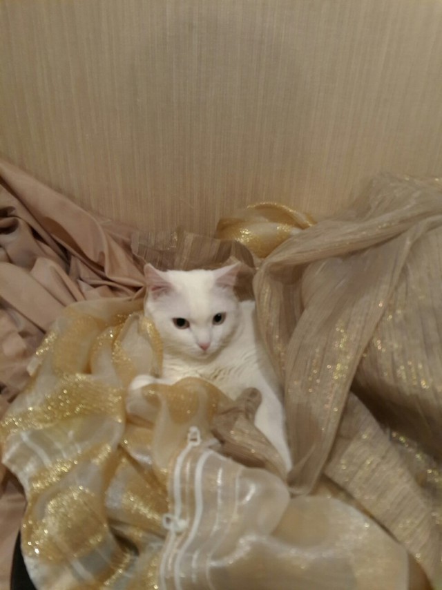 Мой кот, мои правила!