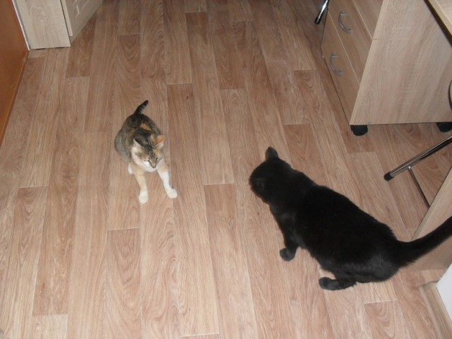 Котовторник 20.12.2016