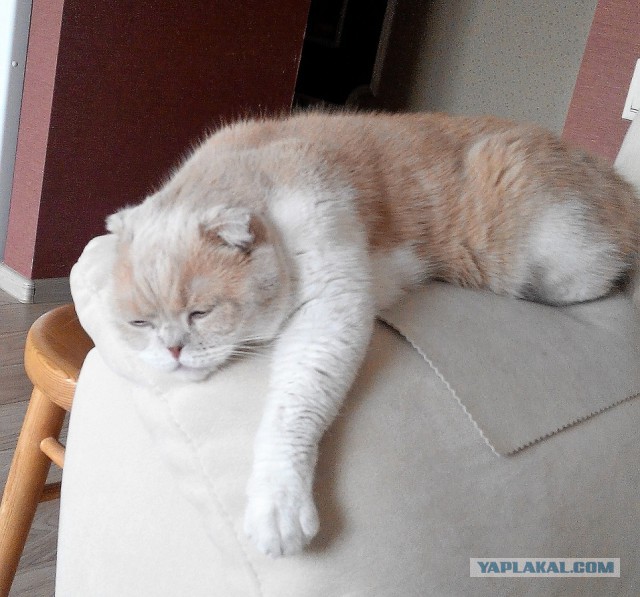 Котовторник  31.01.2017