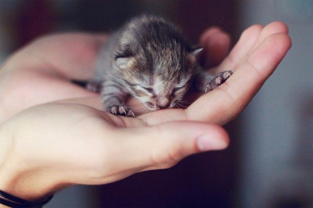 Самые смешные животные