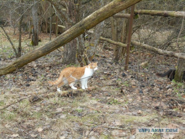 Жизнь домашнего приюта для котеек 155
