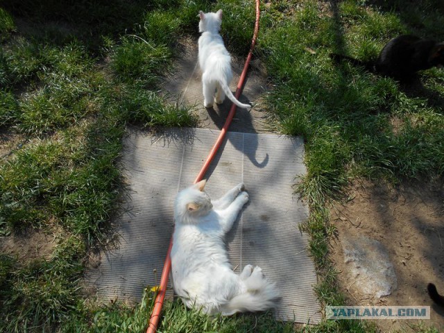 Жизнь домашнего приюта для котеек 169